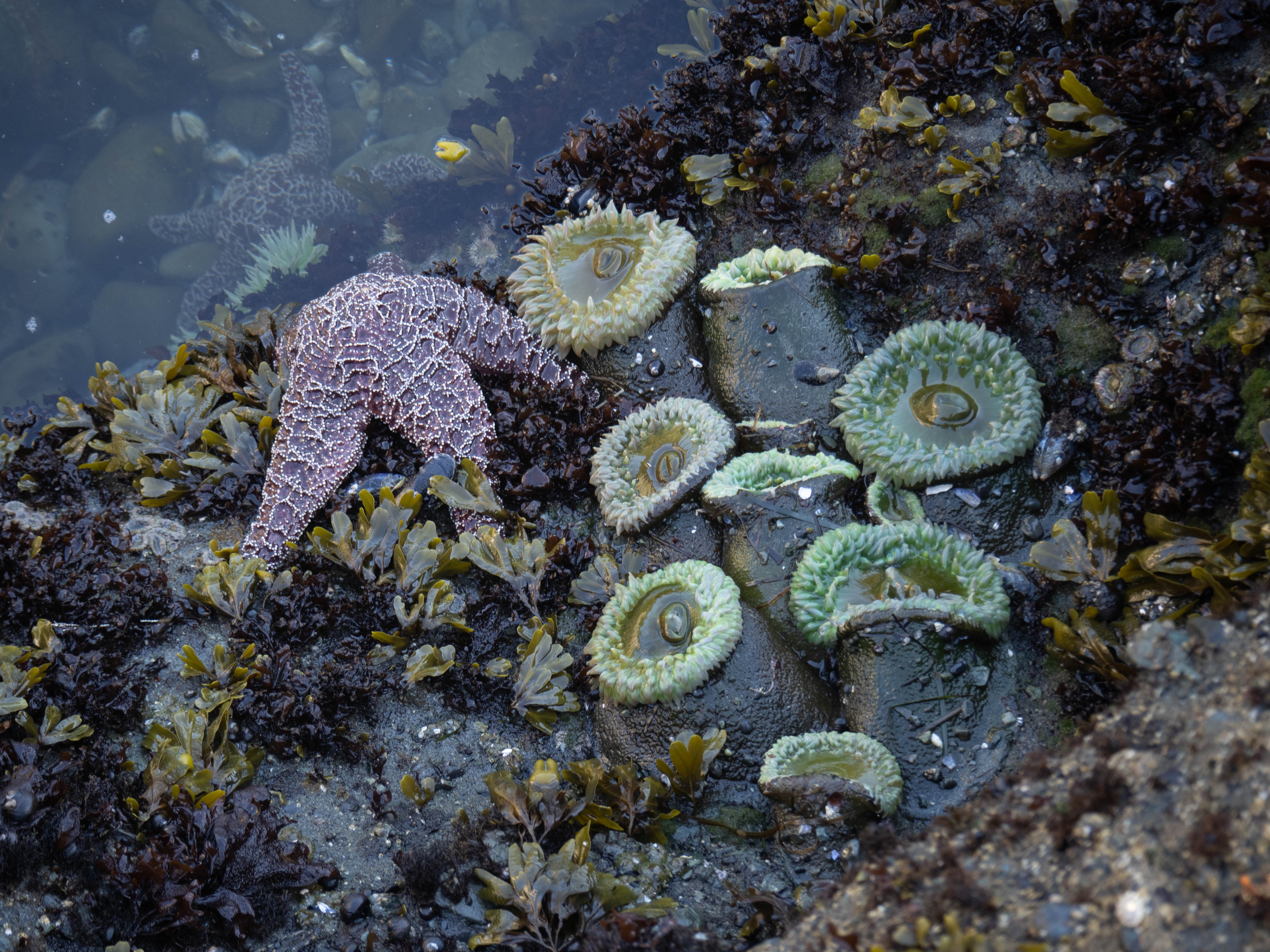 Sea Stars and Sea Anemones in a Tide Pool