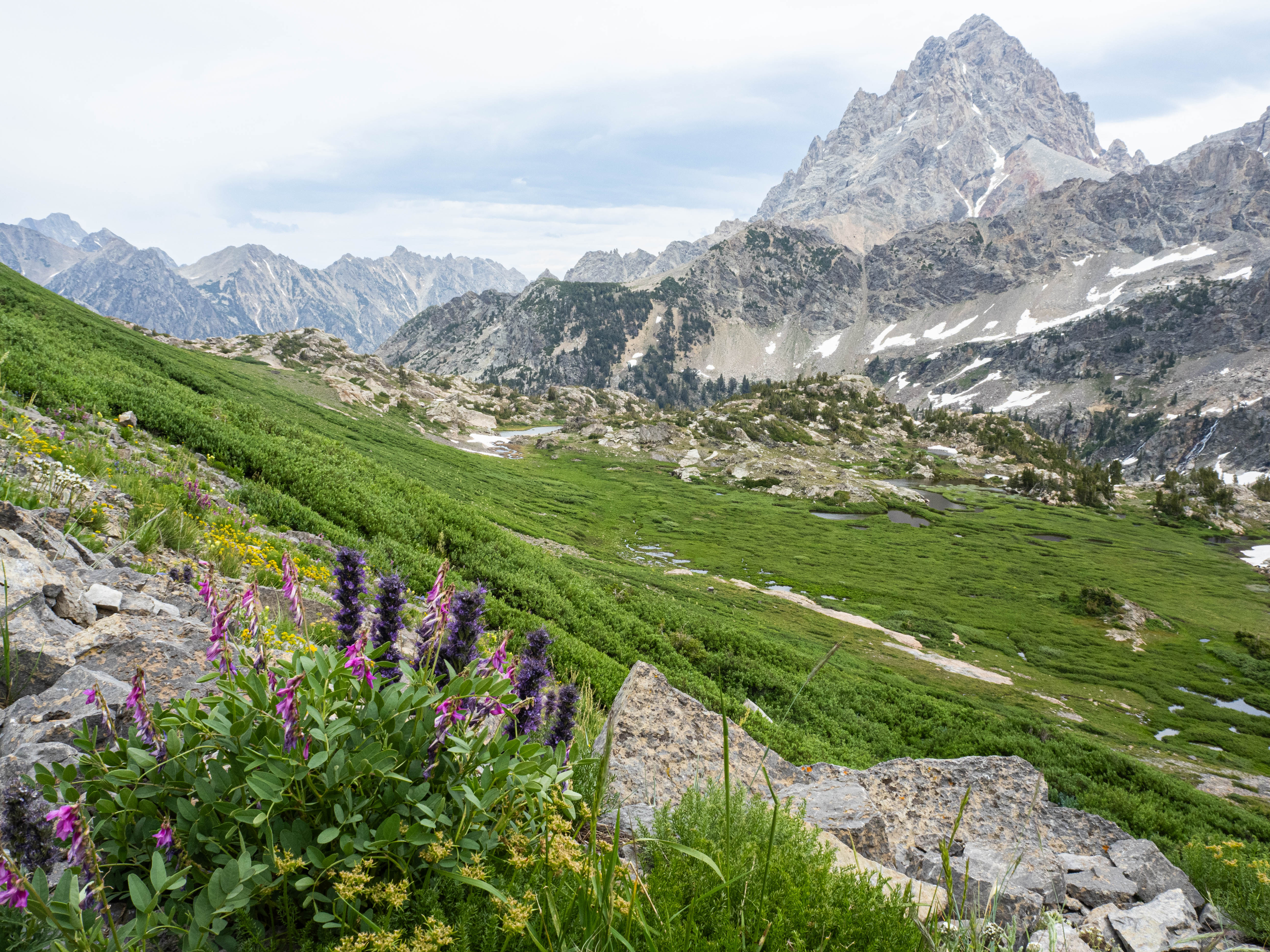 Alpine flowers along the trail