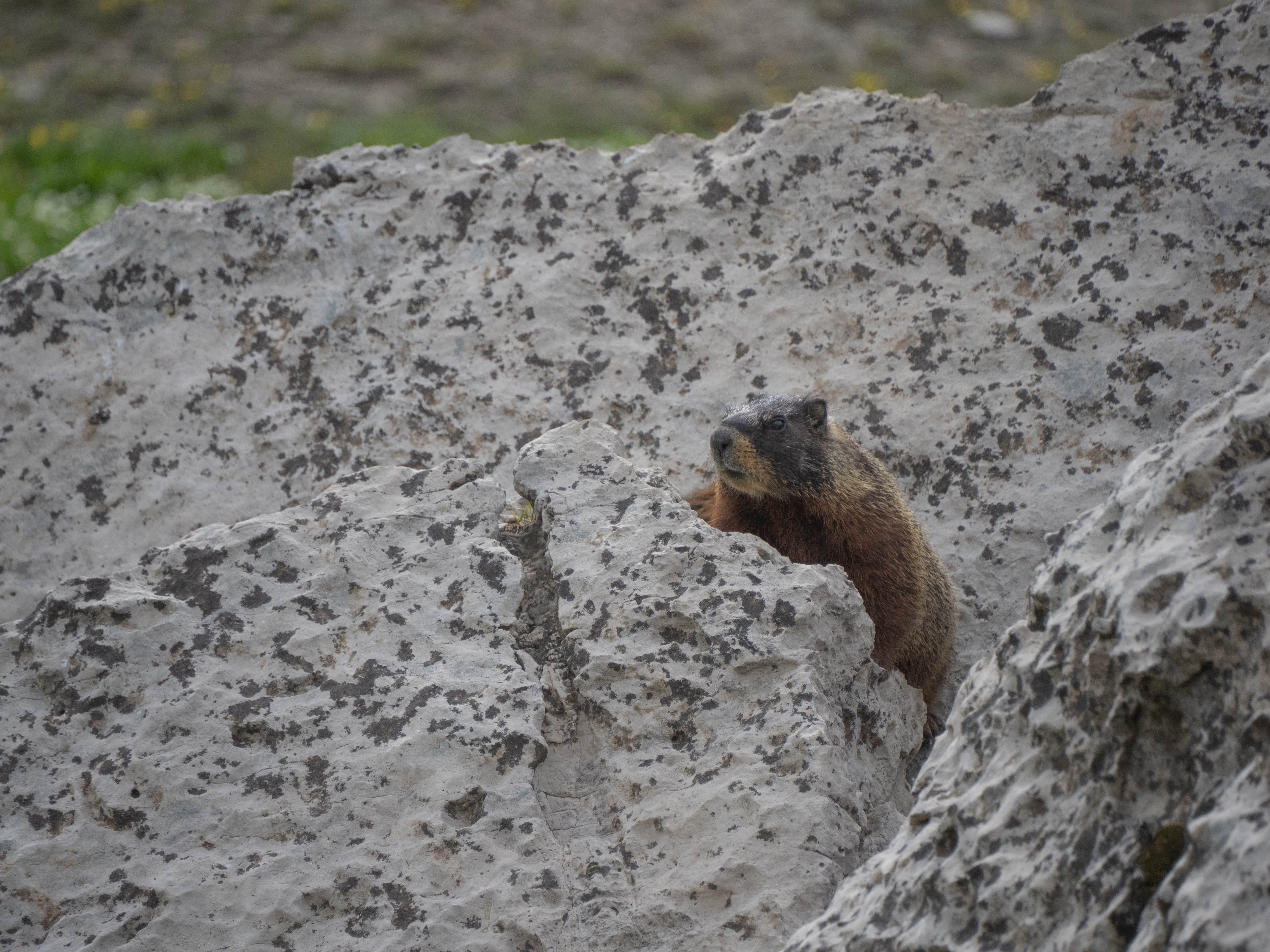 A marmot looking at the camera