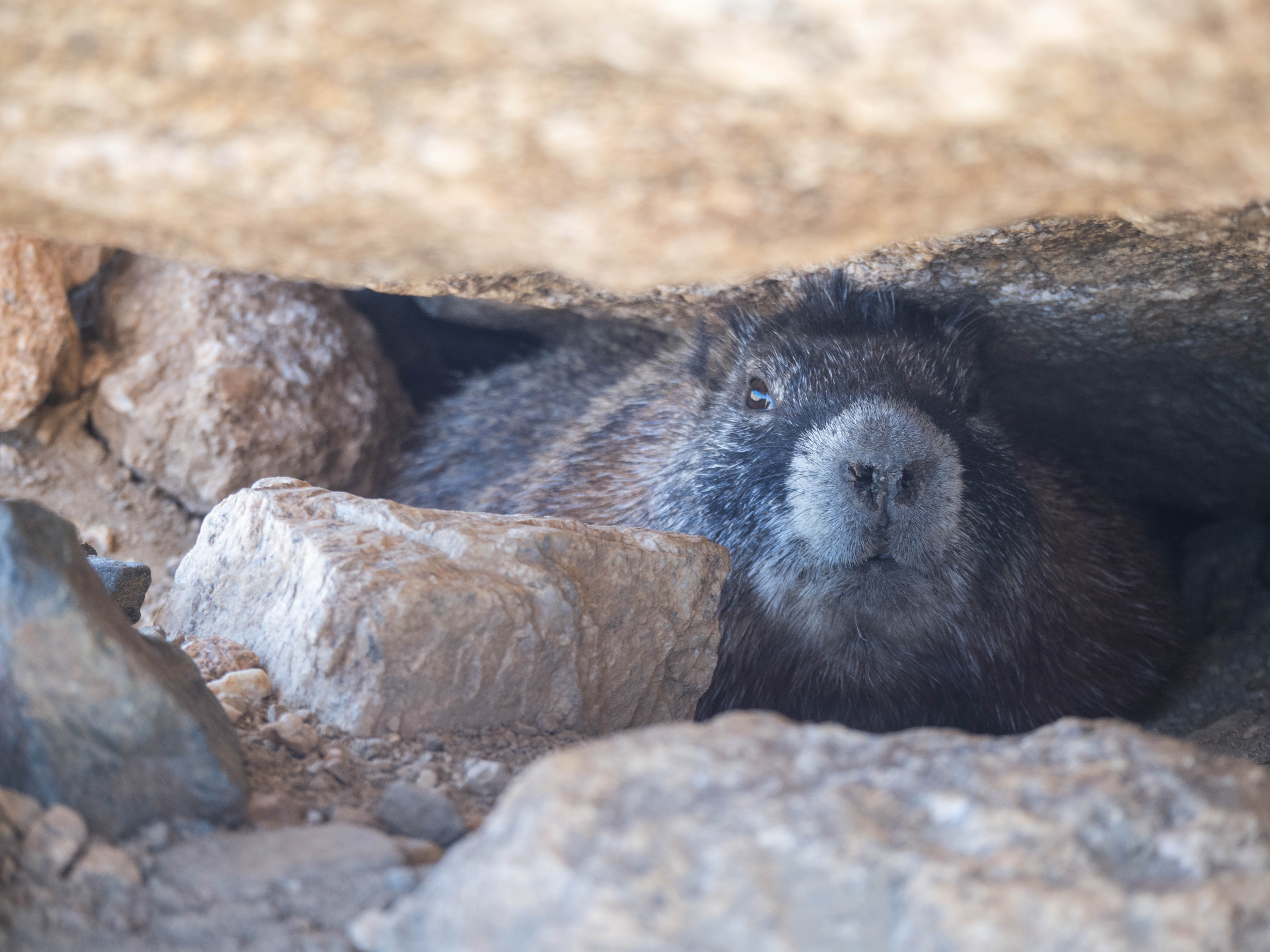 A marmot looking at the camera
