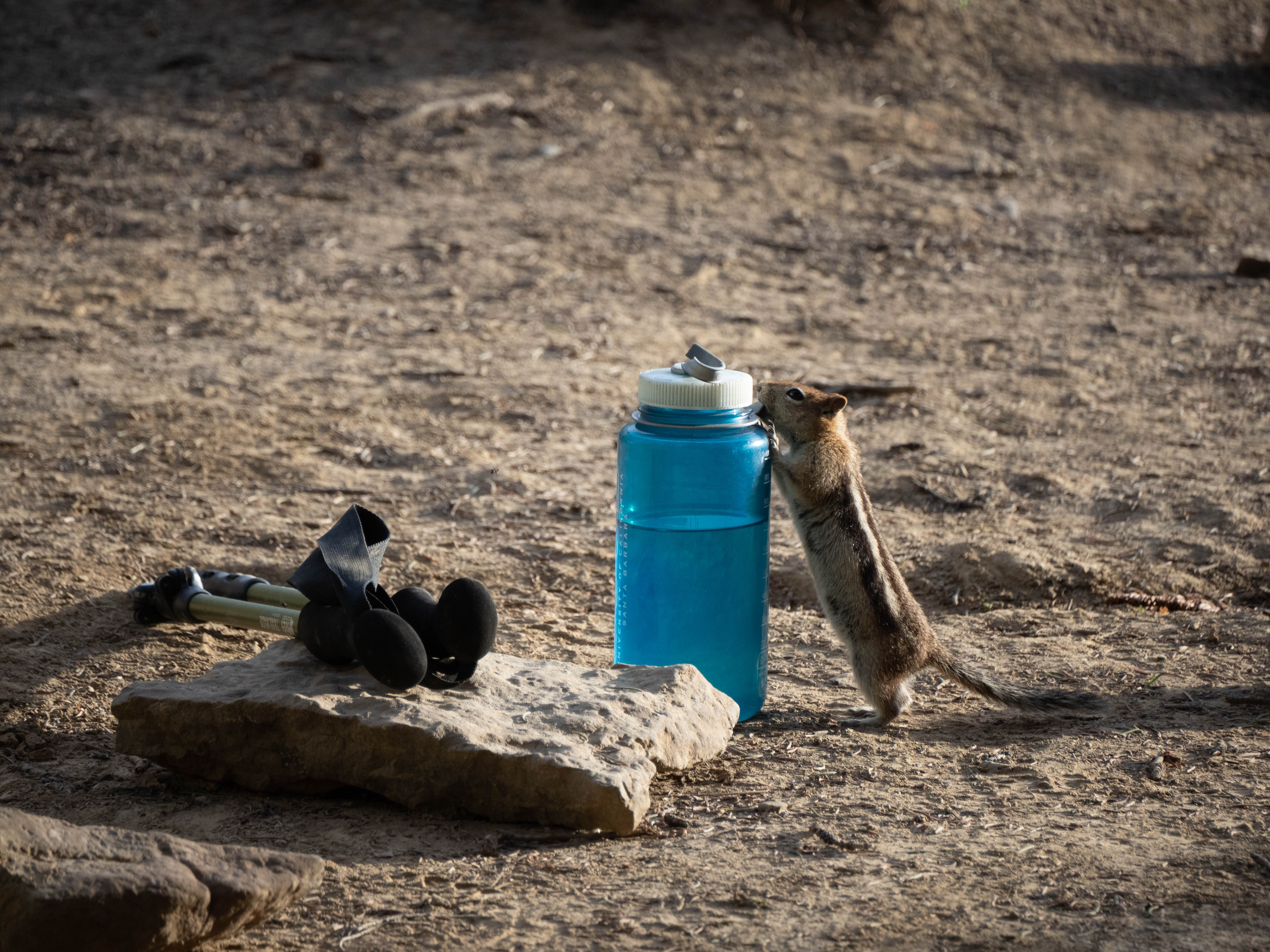 A ground squirrel touching a water bottle